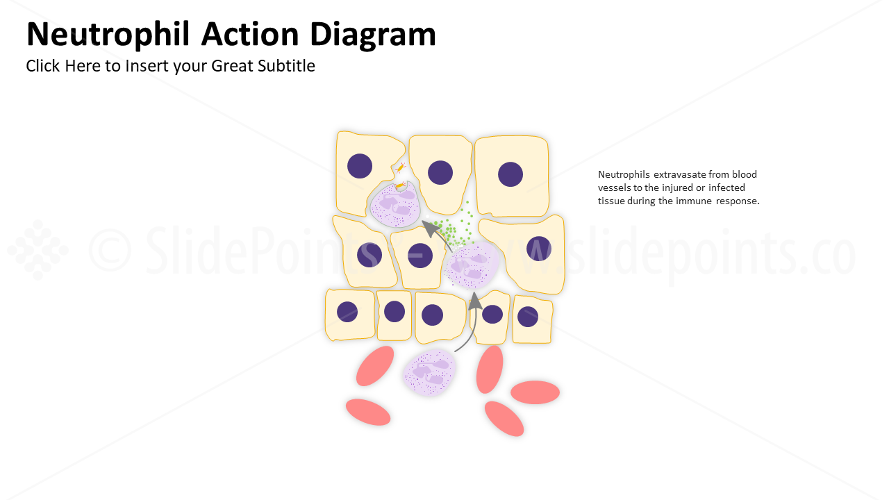 Medicine Blood and Immune System PowerPoint Editable Templates (3)