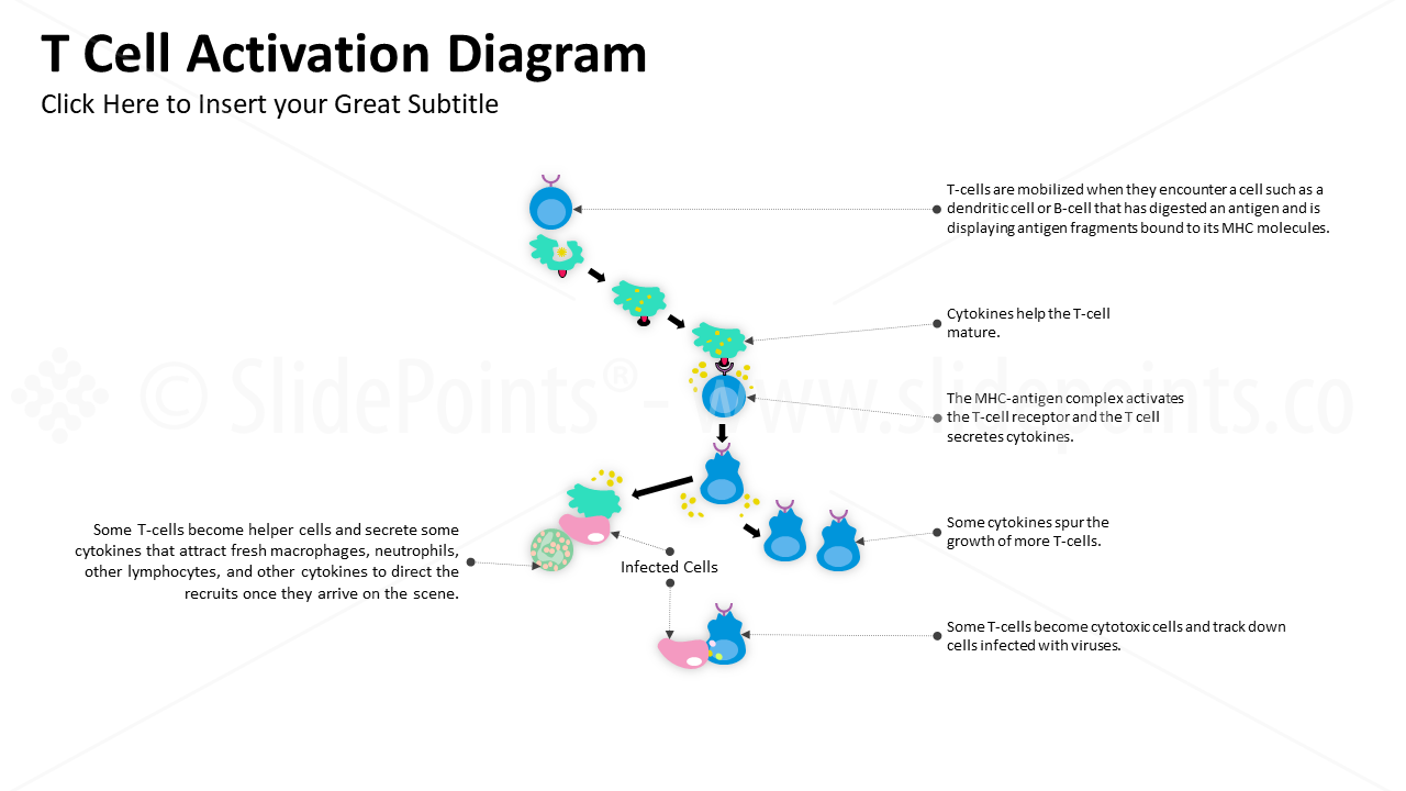 Medicine Blood and Immune System PowerPoint Editable Templates (7)