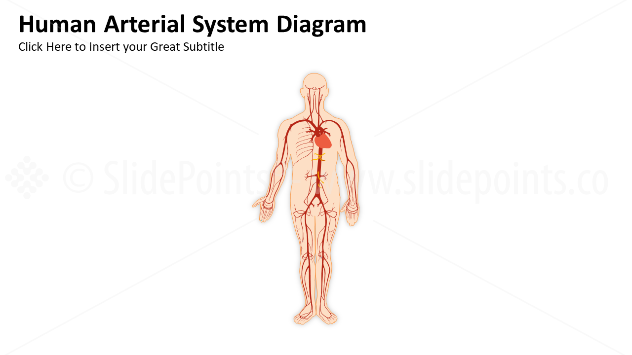 Medicine Cardiovascular System PowerPoint Editable Templates (11)