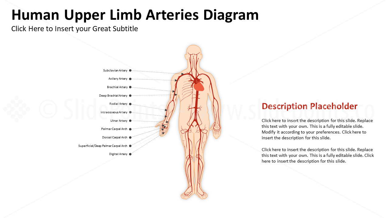 Medicine Cardiovascular System PowerPoint Editable Templates (13)
