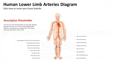 Medicine Cardiovascular System PowerPoint Editable Templates (15)