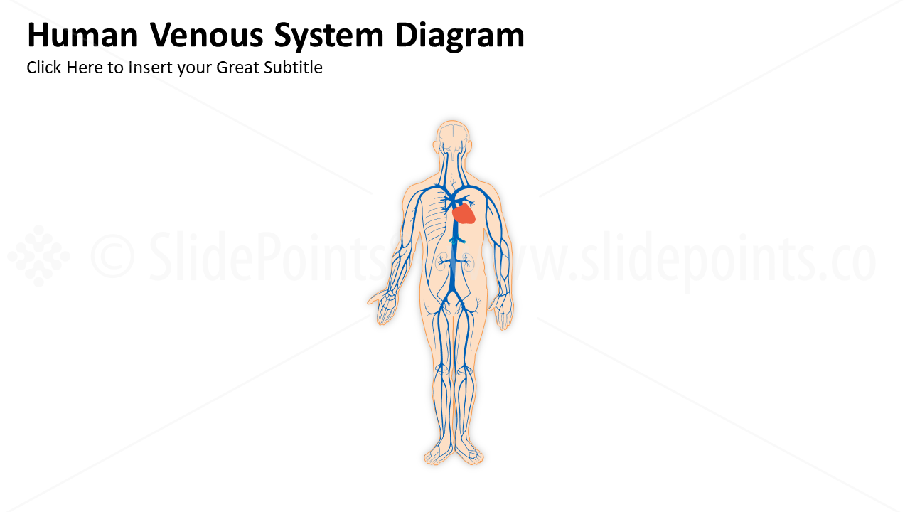 Medicine Cardiovascular System PowerPoint Editable Templates (16)