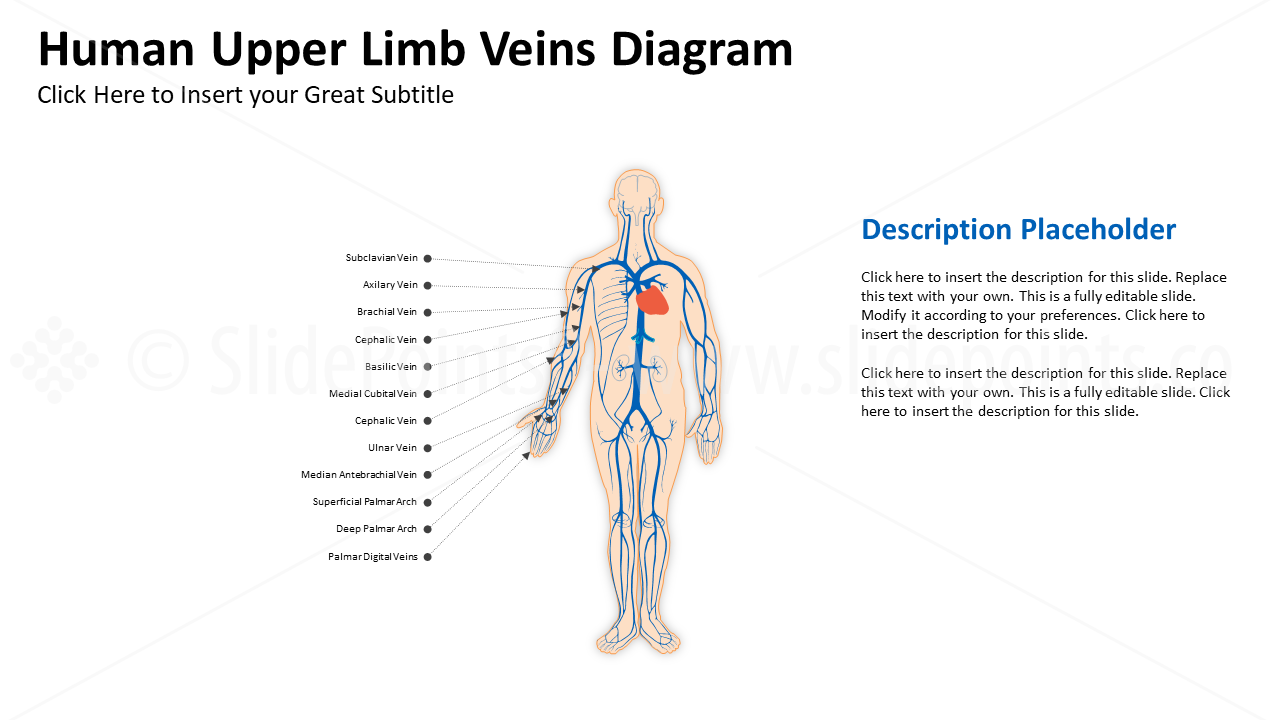 Medicine Cardiovascular System PowerPoint Editable Templates (18)