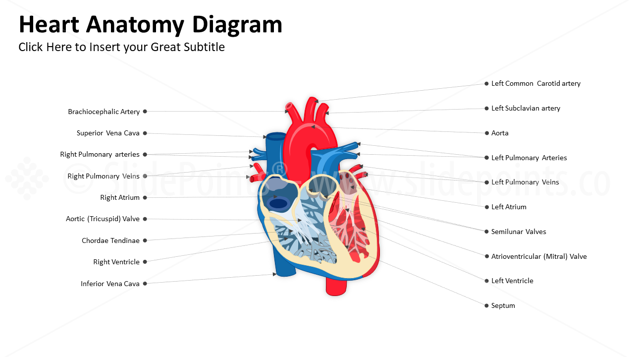 Medicine Cardiovascular System PowerPoint Editable Templates (2)