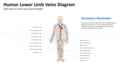 Medicine Cardiovascular System PowerPoint Editable Templates (20)