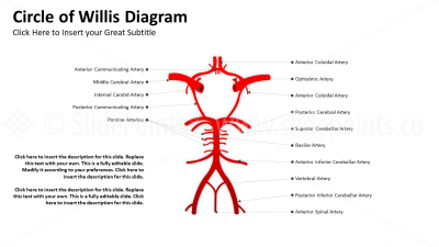 Medicine Cardiovascular System PowerPoint Editable Templates (21)