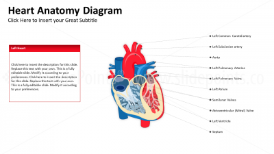 Medicine Cardiovascular System PowerPoint Editable Templates (4)