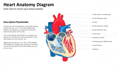 Medicine Cardiovascular System PowerPoint Editable Templates (5)