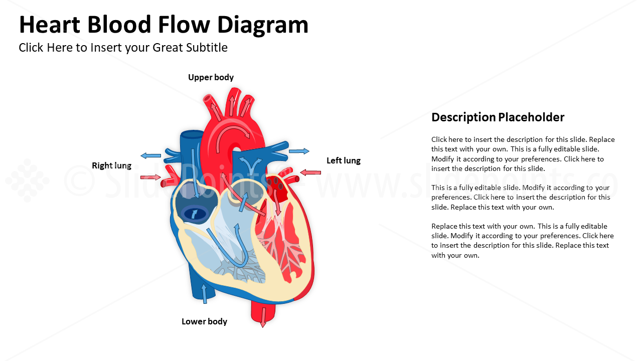 Medicine Cardiovascular System PowerPoint Editable Templates (6)