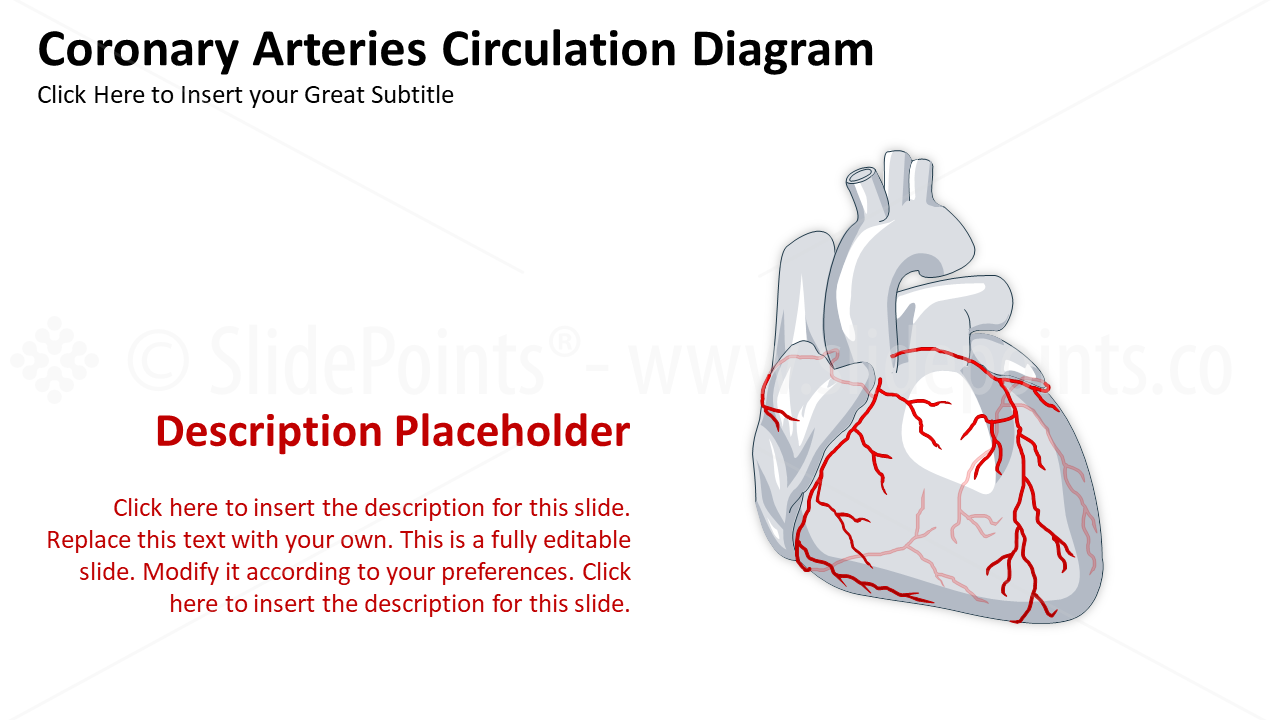 Medicine Cardiovascular System PowerPoint Editable Templates (7)