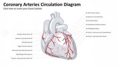 Medicine Cardiovascular System PowerPoint Editable Templates (8)
