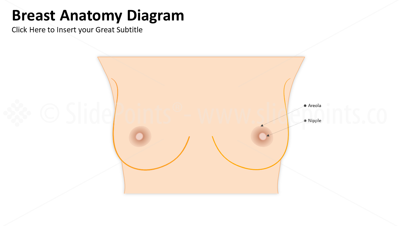 Genitourinary and Reproductive Systems PowerPoint Editable Templates (1)