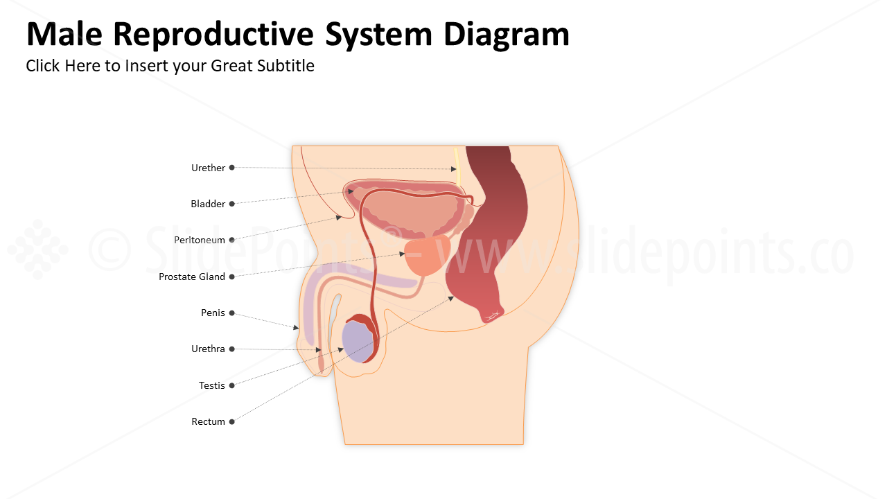 Genitourinary and Reproductive Systems PowerPoint Editable Templates (10)