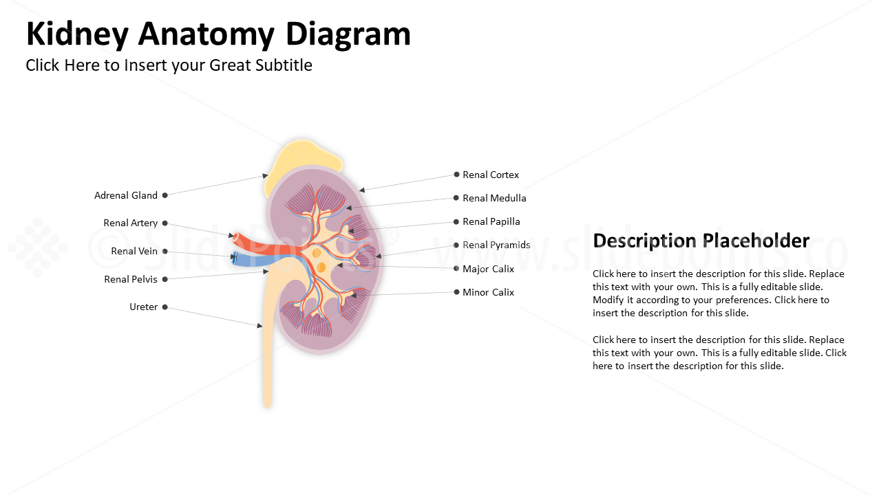 Genitourinary and Reproductive Systems PowerPoint Editable Templates (12)