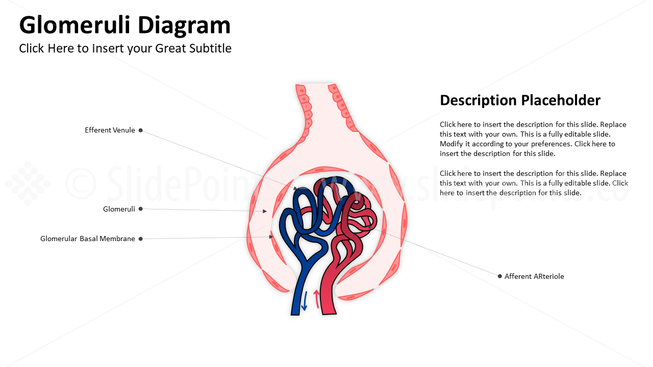 Genitourinary and Reproductive Systems PowerPoint Editable Templates (13)