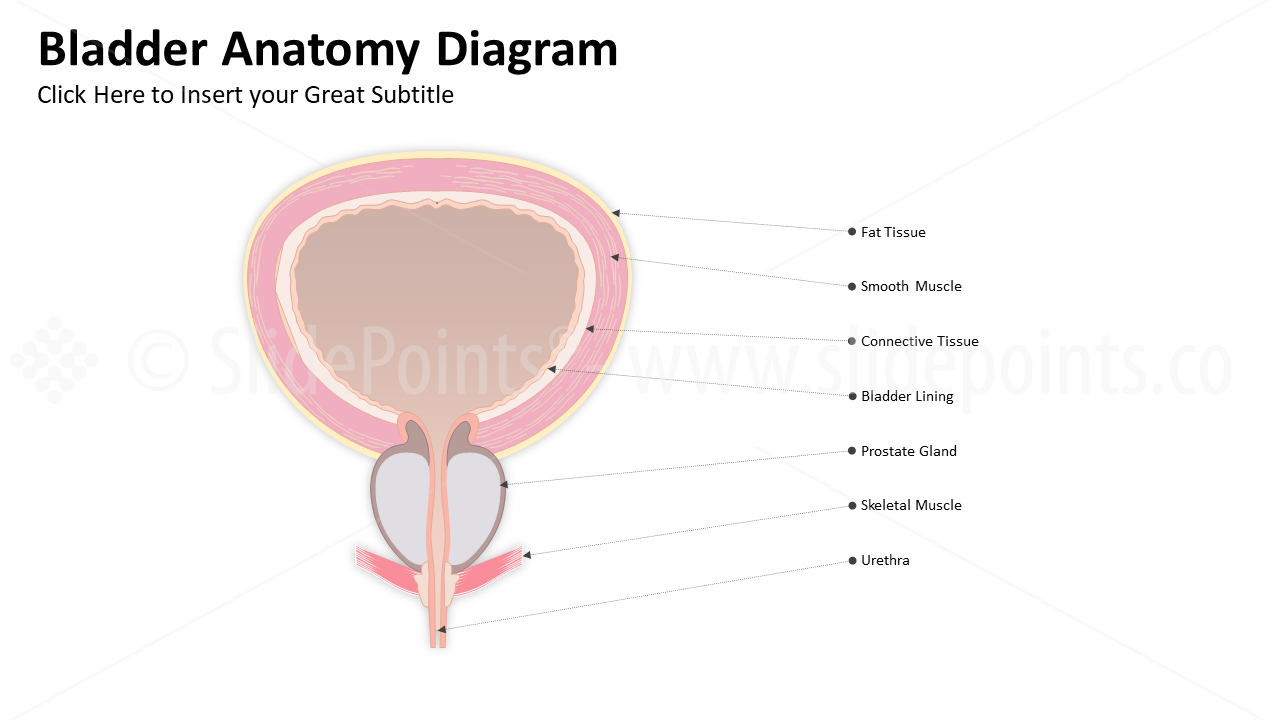 Genitourinary and Reproductive Systems PowerPoint Editable Templates (14)