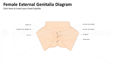 Genitourinary and Reproductive Systems PowerPoint Editable Templates (3)