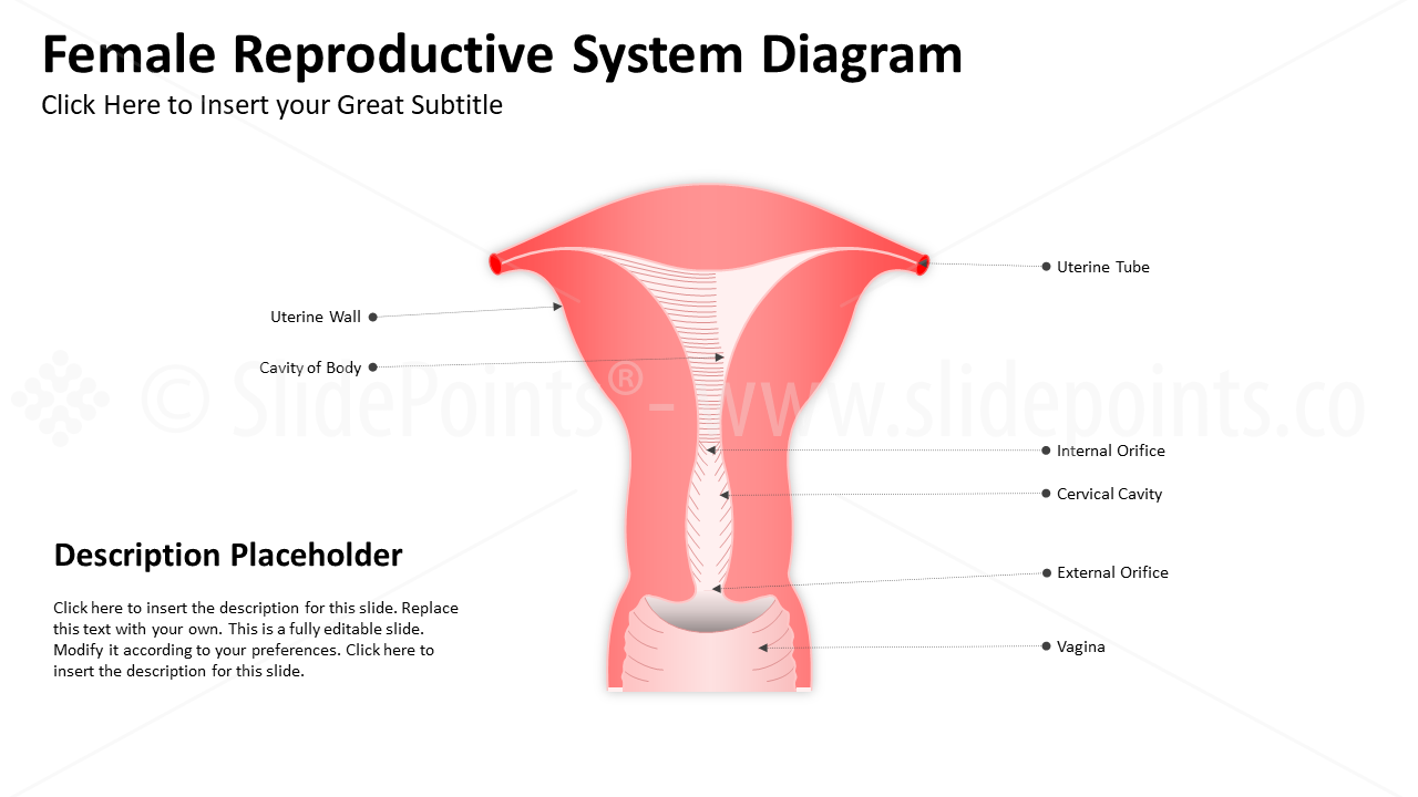 Genitourinary and Reproductive Systems PowerPoint Editable Templates (5)