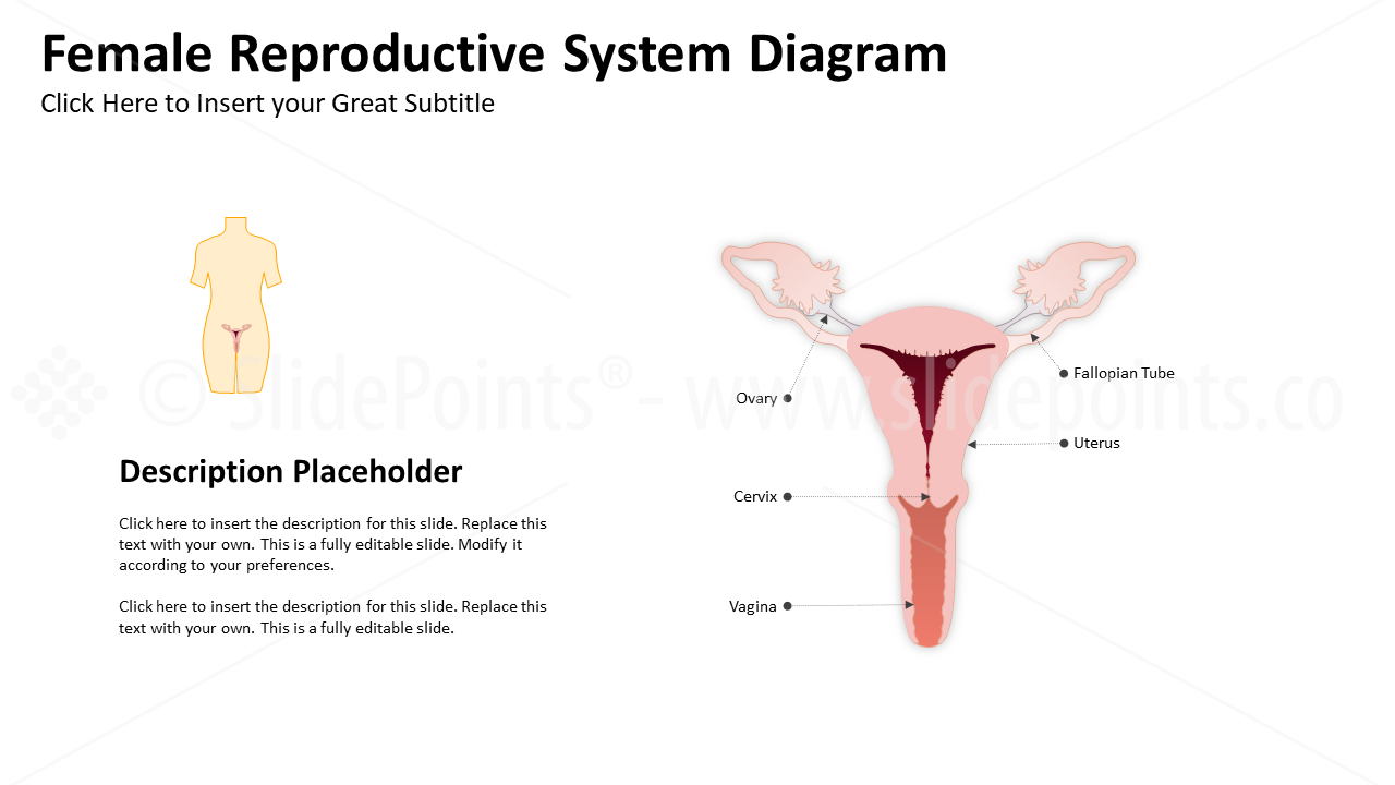 Genitourinary and Reproductive Systems PowerPoint Editable Templates (6)