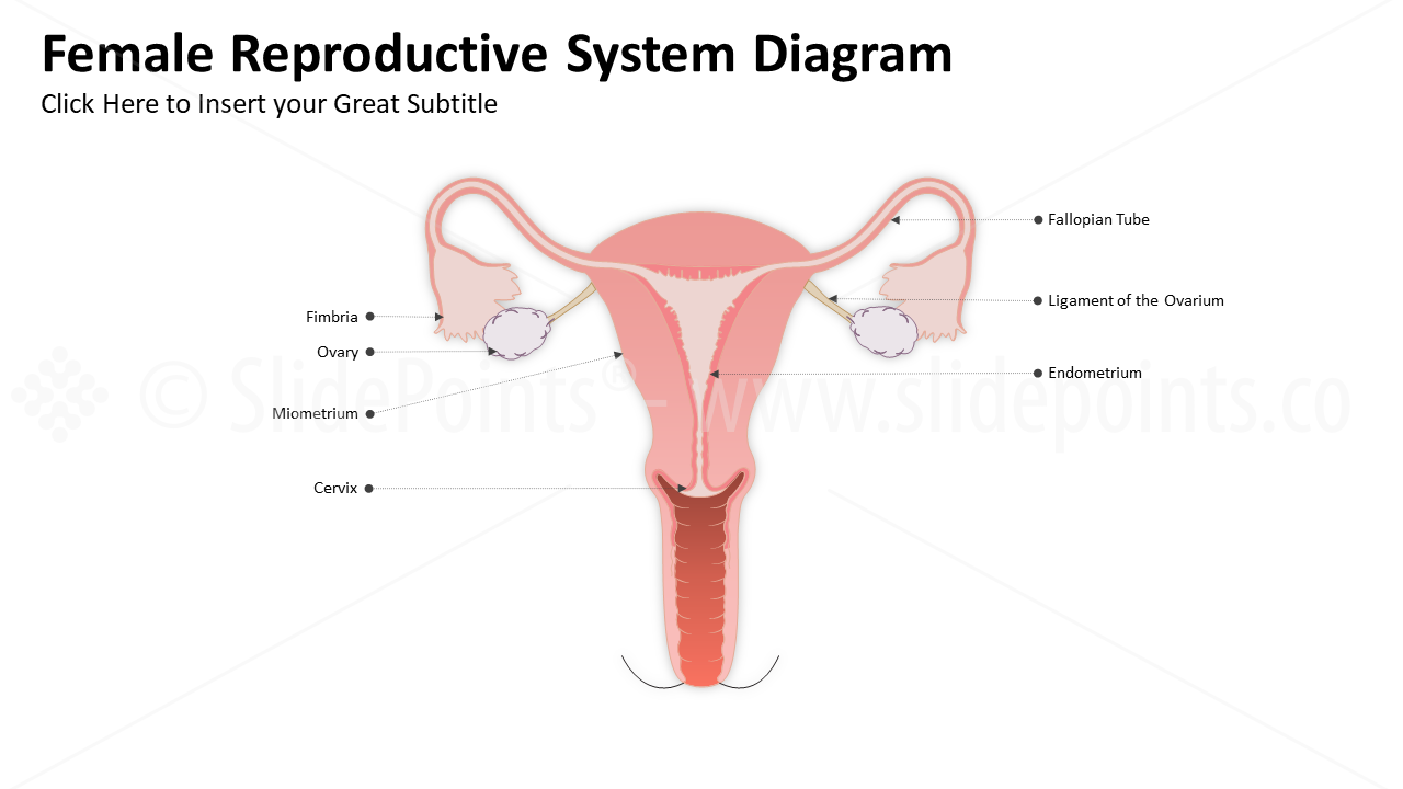 Genitourinary and Reproductive Systems PowerPoint Editable Templates (7)