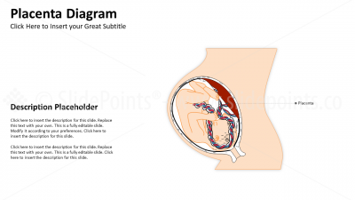 Genitourinary and Reproductive Systems PowerPoint Editable Templates (8)