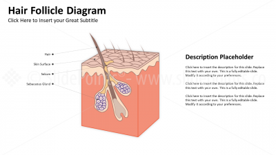 Medicine Cutaneous System PowerPoint Editable Templates (2) Medicine Cutaneous System PowerPoint Editable Templates (2)