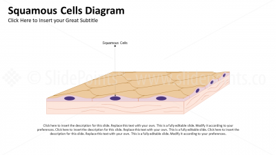 Medicine Cutaneous System PowerPoint Editable Templates (3) Medicine Cutaneous System PowerPoint Editable Templates (3)