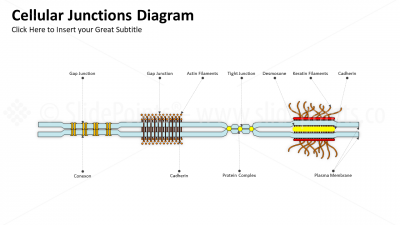 Medicine Embryology and Biology PowerPoint Editable Templates (10) Medicine Embryology and Biology PowerPoint Editable Templates (10)