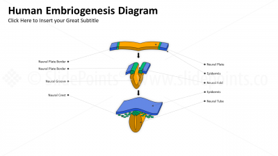 Medicine Embryology and Biology PowerPoint Editable Templates (11) Medicine Embryology and Biology PowerPoint Editable Templates (11)