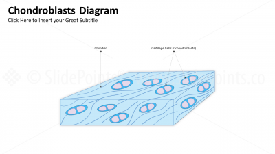 Medicine Embryology and Biology PowerPoint Editable Templates (14) Medicine Embryology and Biology PowerPoint Editable Templates (14)