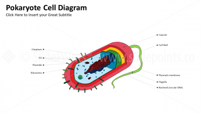 Medicine Embryology and Biology PowerPoint Editable Templates (15) Medicine Embryology and Biology PowerPoint Editable Templates (15)