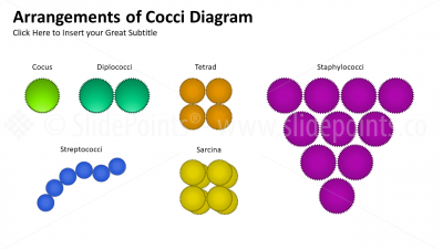 Medicine Embryology and Biology PowerPoint Editable Templates (16) Medicine Embryology and Biology PowerPoint Editable Templates (16)