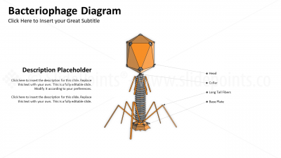Medicine Embryology and Biology PowerPoint Editable Templates (18) Medicine Embryology and Biology PowerPoint Editable Templates (18)