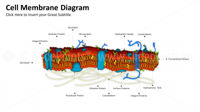 Medicine Embryology and Biology PowerPoint Editable Templates (2) Medicine Embryology and Biology PowerPoint Editable Templates (2)