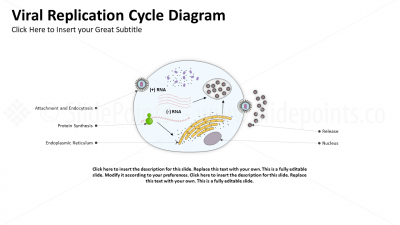 Medicine Embryology and Biology PowerPoint Editable Templates (20) Medicine Embryology and Biology PowerPoint Editable Templates (20)