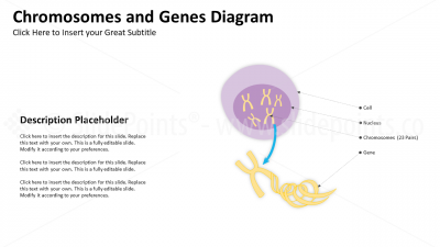 Medicine Embryology and Biology PowerPoint Editable Templates (4) Medicine Embryology and Biology PowerPoint Editable Templates (4)