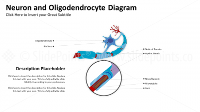 Medicine Embryology and Biology PowerPoint Editable Templates (8) Medicine Embryology and Biology PowerPoint Editable Templates (8)
