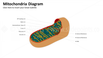 Medicine Embryology and Biology PowerPoint Editable Templates (9) Medicine Embryology and Biology PowerPoint Editable Templates (9)