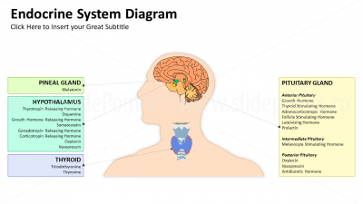 Medicine Endocrine System PowerPoint Editable Templates (1) Medicine Endocrine System PowerPoint Editable Templates (1)