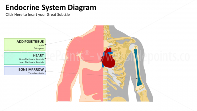 Medicine Endocrine System PowerPoint Editable Templates (2) Medicine Endocrine System PowerPoint Editable Templates (2)