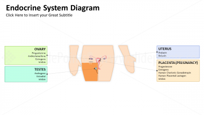 Medicine Endocrine System PowerPoint Editable Templates (4) Medicine Endocrine System PowerPoint Editable Templates (4)